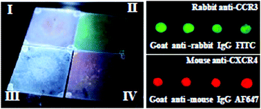 Graphical abstract: A two-color fluorescence enhanced dot-blot assay for revealing co-operative expression of chemokine receptors in cells