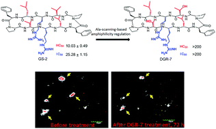 Graphical abstract: Dissociation of haemolytic and oligomer-preventing activities of gramicidin S derivatives targeting the amyloid-β N-terminus