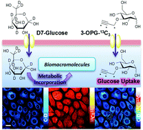 Graphical abstract: Two-color vibrational imaging of glucose metabolism using stimulated Raman scattering