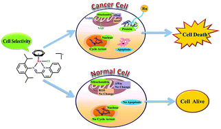 Graphical abstract: Half-sandwich ruthenium(ii) complexes containing N^N-chelated imino-pyridyl ligands that are selectively toxic to cancer cells