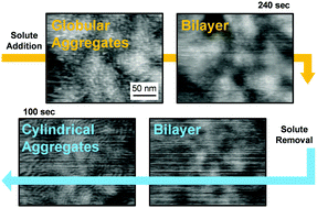 Graphical abstract: Real-time observation of solubilization-induced morphological change in surfactant aggregates adsorbed on a solid surface