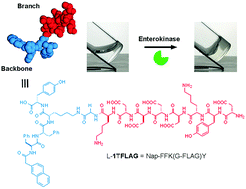 Graphical abstract: Branched peptides for enzymatic supramolecular hydrogelation