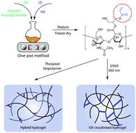 Graphical abstract: A facile one-pot synthesis of acrylated hyaluronic acid
