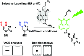 Graphical abstract: Naphthalimide derivatives as multifunctional molecules for detecting 5-formylpyrimidine by both PAGE analysis and dot-blot assays