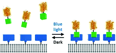 Graphical abstract: Dynamic blue light-switchable protein patterns on giant unilamellar vesicles