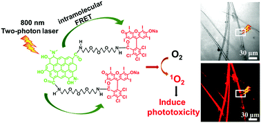Graphical abstract: Nitrogen-doped graphene quantum dots coupled with photosensitizers for one-/two-photon activated photodynamic therapy based on a FRET mechanism