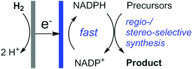 Graphical abstract: A hydrogen fuel cell for rapid, enzyme-catalysed organic synthesis with continuous monitoring