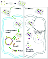 Graphical abstract: Circular DNA: a stable probe for highly efficient mRNA imaging and gene therapy in living cells