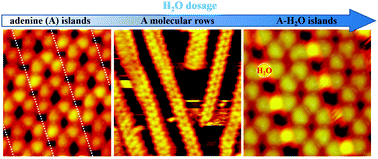 Graphical abstract: Scission and stitching of adenine structures by water molecules