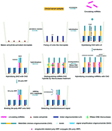 Graphical abstract: Direct chemiluminescence detection of circulating microRNAs in serum samples using a single-strand specific nuclease-distinguishing nucleic acid hybrid system