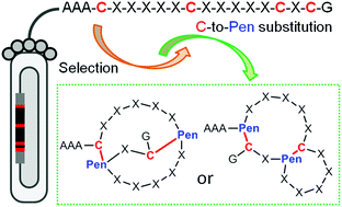 Graphical abstract: A phage display-based strategy for the de novo creation of disulfide-constrained and isomer-free bicyclic peptide affinity reagents