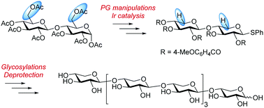 Graphical abstract: Iridium catalysis: reductive conversion of glucan to xylan
