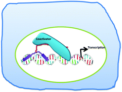 Graphical abstract: A peptide-based synthetic transcription factor selectively activates transcription in a mammalian cell