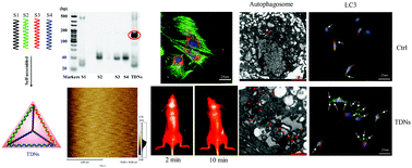 Graphical abstract: Effects of tetrahedral DNA nanostructures on autophagy in chondrocytes