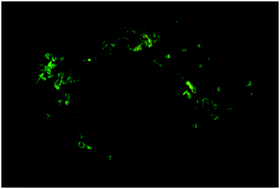 Graphical abstract: Tracking HOCl concentrations across cellular organelles in real time using a super resolution microscopy probe