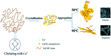 Graphical abstract: Controlled synthesis of calcite/vaterite/aragonite and their applications as red phosphors doped with Eu3+ ions