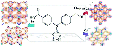 Graphical abstract: A series of transition metal coordination polymers based on a rigid bi-functional carboxylate–triazolate tecton