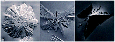 Graphical abstract: Oriented surface nucleation and crystal growth in a 18BaO·22CaO·60SiO2 mol% glass used for SOFC seals