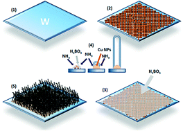 Graphical abstract: Copper catalyzed growth of hexagonal boron nitride nanotubes on a tungsten substrate