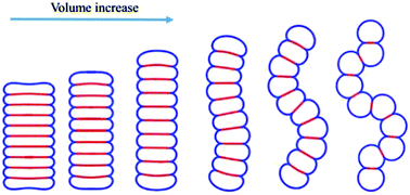 Graphical abstract: Structure–property relationships of cell clusters in biotissues: 2D analysis