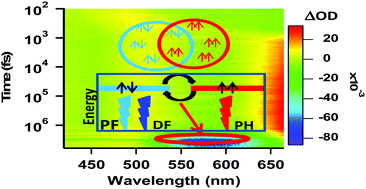 Graphical abstract: Direct observation of the rise of delayed fluorescence in dithienylbenzothiadiazole and its role in the excited state dynamics of a donor–acceptor–donor molecule