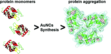 Graphical abstract: Lysozyme encapsulated gold nanoclusters: effects of cluster synthesis on natural protein characteristics