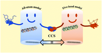 Graphical abstract: A coarse-grained model for assisting the investigation of structure and dynamics of large nucleic acids by ion mobility spectrometry–mass spectrometry
