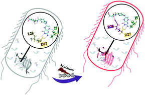 Graphical abstract: Increased substrate affinity in the Escherichia coli L28R dihydrofolate reductase mutant causes trimethoprim resistance