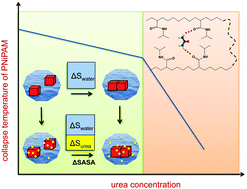 Graphical abstract: Molecular origin of urea driven hydrophobic polymer collapse and unfolding depending on side chain chemistry