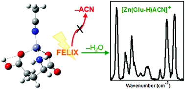 Graphical abstract: Experimental and theoretical investigations of infrared multiple photon dissociation spectra of glutamic acid complexes with Zn2+ and Cd2+