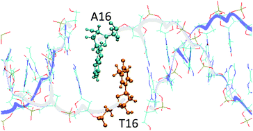 Graphical abstract: Stability of radiation-damaged DNA after multiple strand breaks