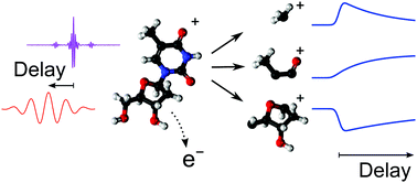 Graphical abstract: Ultrafast dynamics in the DNA building blocks thymidine and thymine initiated by ionizing radiation