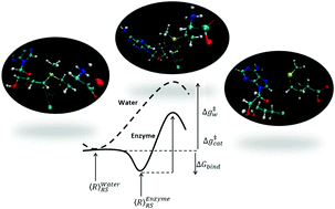 Graphical abstract: Catalysis by solvation rather than the desolvation effect: exploring the catalytic efficiency of SAM-dependent chlorinase