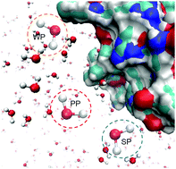 Graphical abstract: The effect of Hofmeister anions on water structure at protein surfaces