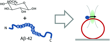 Graphical abstract: Glucose directs amyloid-beta into membrane-active oligomers