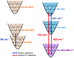 Graphical abstract: Evidence for coherent mixing of excited and charge-transfer states in the major plant light-harvesting antenna, LHCII