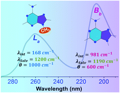 Graphical abstract: Ultrafast structural dynamics of photoexcited adenine