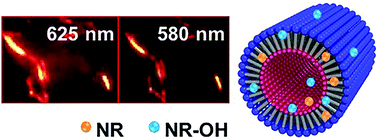 Graphical abstract: Spectroscopic imaging studies of nanoscale polarity and mass transport phenomena in self-assembled organic nanotubes