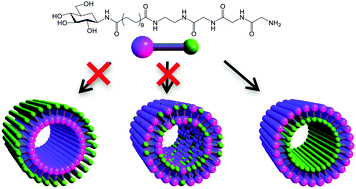 Graphical abstract: Cross-sectional structures of a molecular monolayer nanotube explored with SAXS: evidence for the parallel orientation of the headgroups in asymmetric bolaamphiphiles