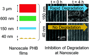 Graphical abstract: Enzymatic degradation of dimensionally constrained polyhydroxybutyrate films