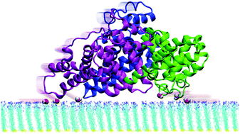 Graphical abstract: Spontaneous protein desorption from self-assembled monolayer (SAM)-coated gold nanoparticles