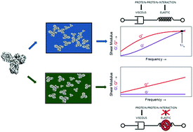 Graphical abstract: Characterizing protein–protein-interaction in high-concentration monoclonal antibody systems with the quartz crystal microbalance