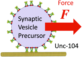 Graphical abstract: Non-invasive force measurement reveals the number of active kinesins on a synaptic vesicle precursor in axonal transport regulated by ARL-8