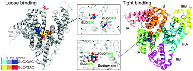 Graphical abstract: The critical role of dimer formation in monosaccharides binding to human serum albumin