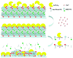 Graphical abstract: Calcium-dependent hydrolysis of supported planar lipids was triggered by honey bee venom phospholipase A2 with the right orientation at the interface
