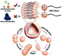 Graphical abstract: Model of protocell compartments – dodecyl hydrogen sulfate vesicles