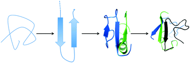 Graphical abstract: Structural and thermodynamical properties of early human amylin oligomers using replica exchange molecular dynamics: mutation effect of three key residues F15, H18 and F23