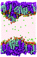 Graphical abstract: Interaction of testosterone-based compounds with dodecyl sulphate monolayers at the air–water interface