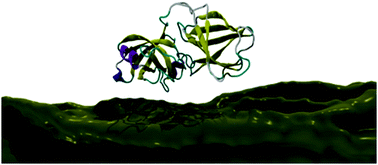 Graphical abstract: On the distinct binding modes of expansin and carbohydrate-binding module proteins on crystalline and nanofibrous cellulose: implications for cellulose degradation by designer cellulosomes