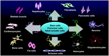 Graphical abstract: Small molecule-induced cellular conversion